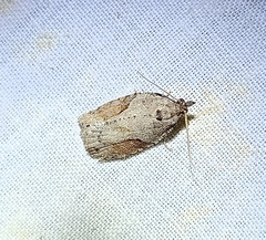 Apoctena orthropis