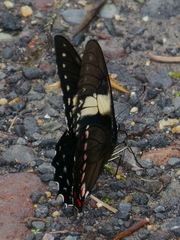 Papilio menatius
