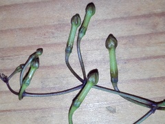 Echites tuxtlensis