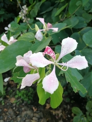 Bauhinia monandra