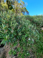 Macrolearia oporina