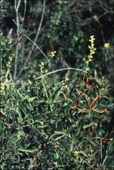 Synaphea petiolaris