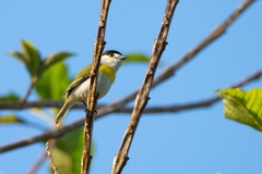 Pachyramphus viridis