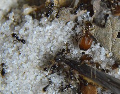 Pheidole tepicana