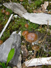 Psilocybe caeruleoannulata