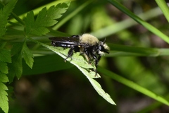 Laphria flavicollis