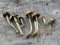 Psilocybe caeruleoannulata