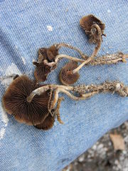 Psilocybe caeruleoannulata