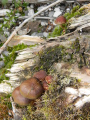 Psilocybe caeruleoannulata