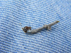 Psilocybe caeruleoannulata