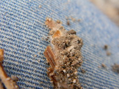 Psilocybe caeruleoannulata