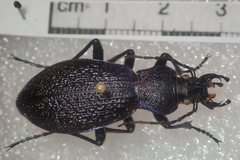 Carabus croaticus bosnicus