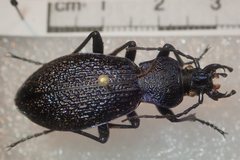 Carabus croaticus bosnicus