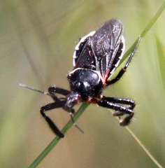 Apiomerus californicus