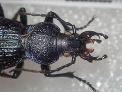 Carabus croaticus bosnicus