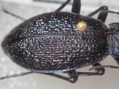 Carabus croaticus bosnicus