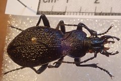 Carabus croaticus bosnicus