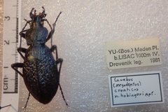 Carabus croaticus bosnicus