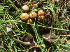 Panaeolus subbalteatus