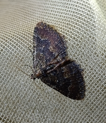 Austrocidaria cedrinodes