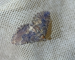 Austrocidaria cedrinodes