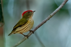 Machaeropterus regulus