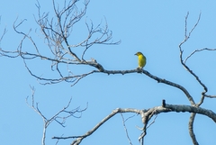 Hemithraupis flavicollis