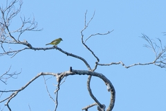 Hemithraupis flavicollis