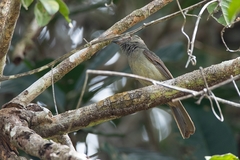 Lipaugus vociferans