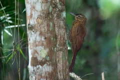 Xiphorhynchus guttatus