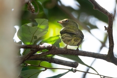 Machaeropterus regulus