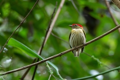 Machaeropterus regulus