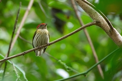 Machaeropterus regulus