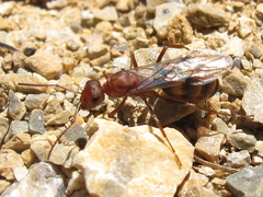 Iberoformica subrufa
