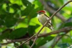 Machaeropterus regulus