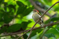 Machaeropterus regulus