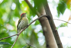 Machaeropterus regulus