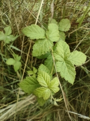 Rubus conjungens