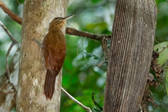 Xiphorhynchus guttatus