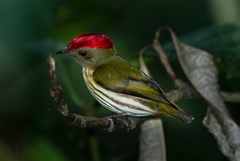 Machaeropterus regulus