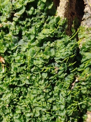 Notothyladaceae