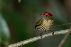 Machaeropterus regulus