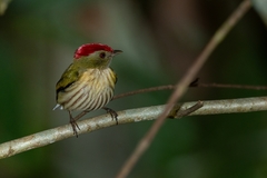 Machaeropterus regulus