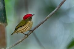 Machaeropterus regulus