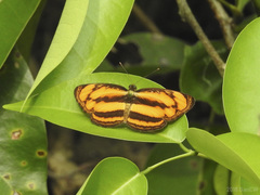 Pantoporia paraka