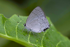 Symbiopsis lenitas
