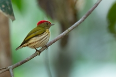 Machaeropterus regulus