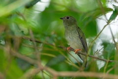Chiroxiphia pareola