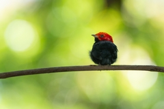 Ceratopipra rubrocapilla