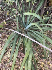 Yucca gloriosa tristis